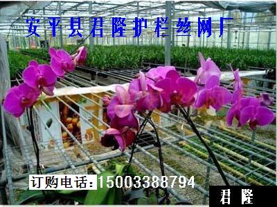 熱鍍鋅苗床網，鍍鋅鋼絲苗床網，鍍鋅苗床鋼絲網
