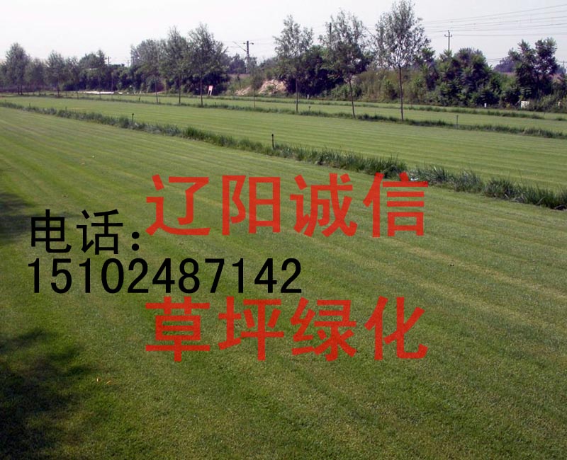 供應(yīng)別墅草坪綠化沈陽(yáng)綠化草坪鞍山本溪綠化草坪