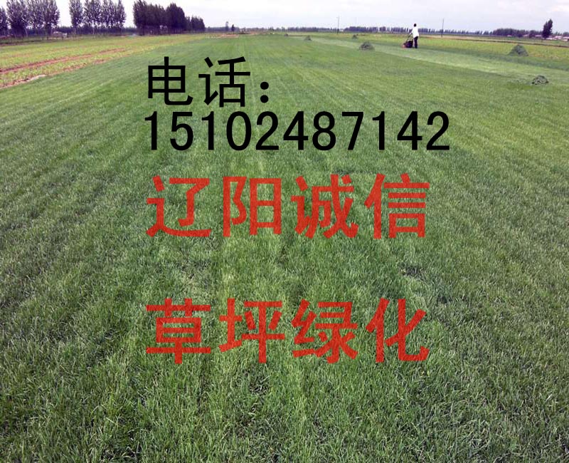 出售沈陽(yáng)綠化草坪別墅草坪綠化撫順綠化草坪丹東綠化