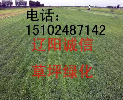 賣(mài)草坪綠化盤(pán)錦沈陽(yáng)長(zhǎng)春吉林哈爾濱秦皇島草坪綠化綠化