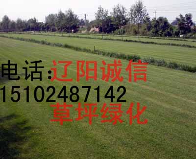 哪里那草坪長(zhǎng)春沈陽(yáng)鞍山丹東大連本溪撫順綠化草坪草坪