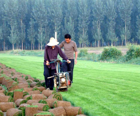 求購草坪，買草坪就到遼陽成江草坪基地