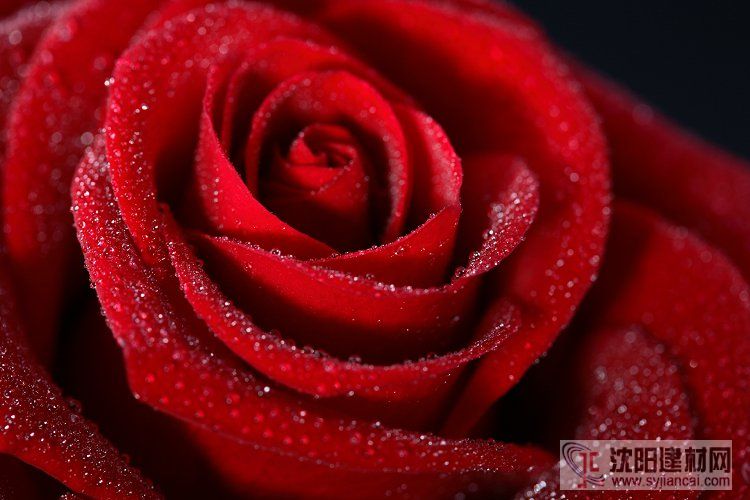 壁畫(huà)之玫瑰9
