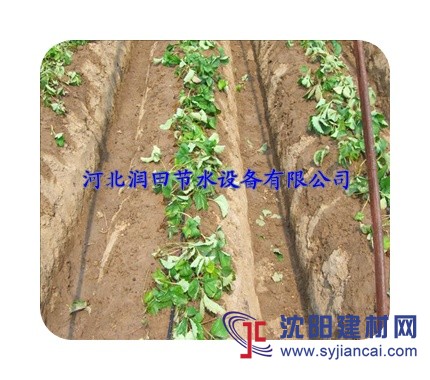 通許縣番茄毛管經久耐用 高質低價